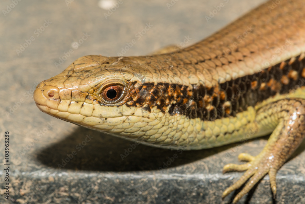 Naklejka premium Skink (Lizard) on black gruge floor