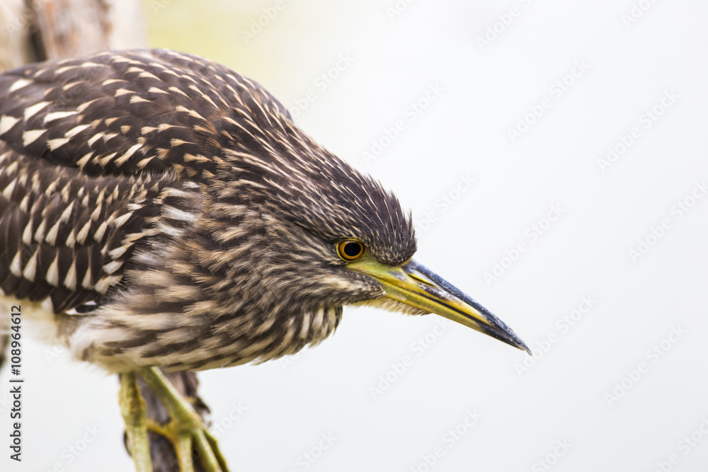 Fototapeta premium Young Night heron