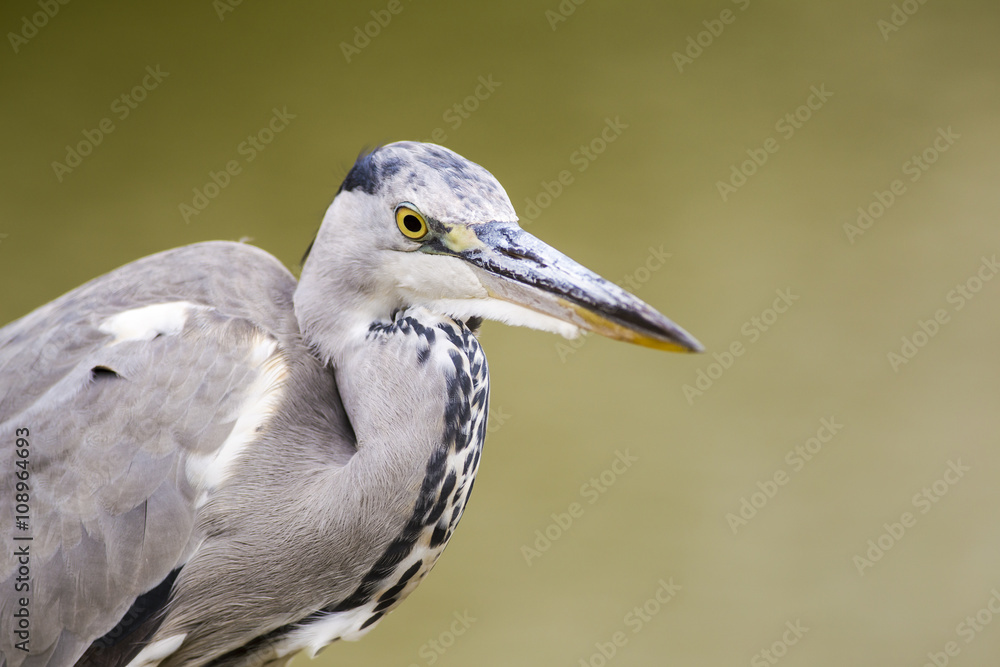 Portrait of Gray heron Portrait of Gray heron