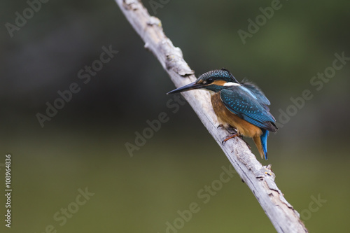Kingfisher on the trunk © KRINAPHOTO
