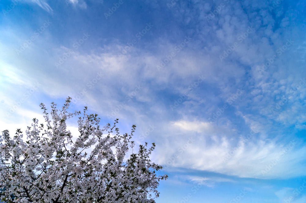 Blue sky background with tiny clouds Blue sky background with tiny clouds