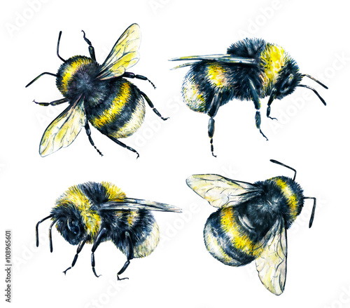 Set of bumblebees on a white background. Watercolor drawing. Insects drawing © MargaritaSh