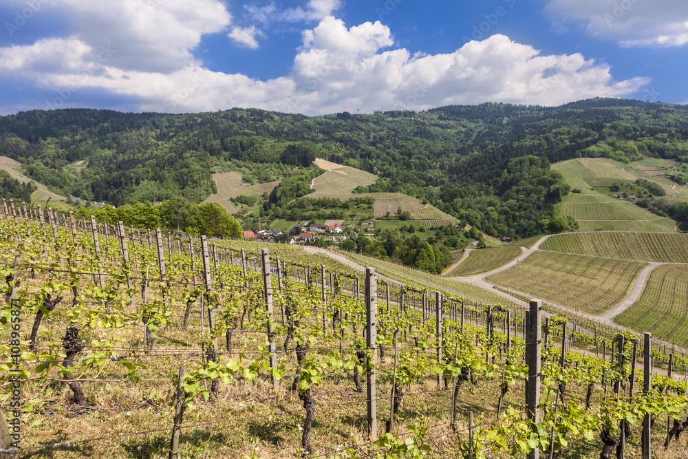 Vineyard near Oberkirch, Black Forest