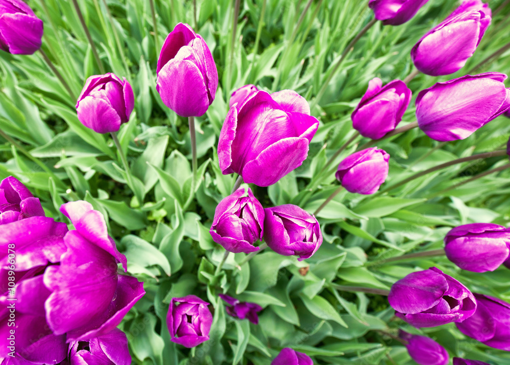 Tulip flowers. Super wide angle lens shot