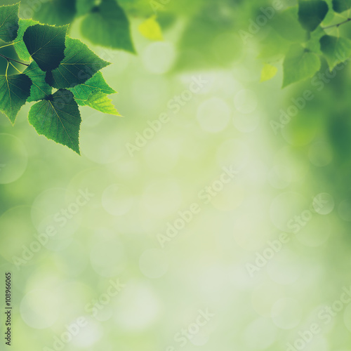 Beauty spring and summer backgrounds with birch foliage