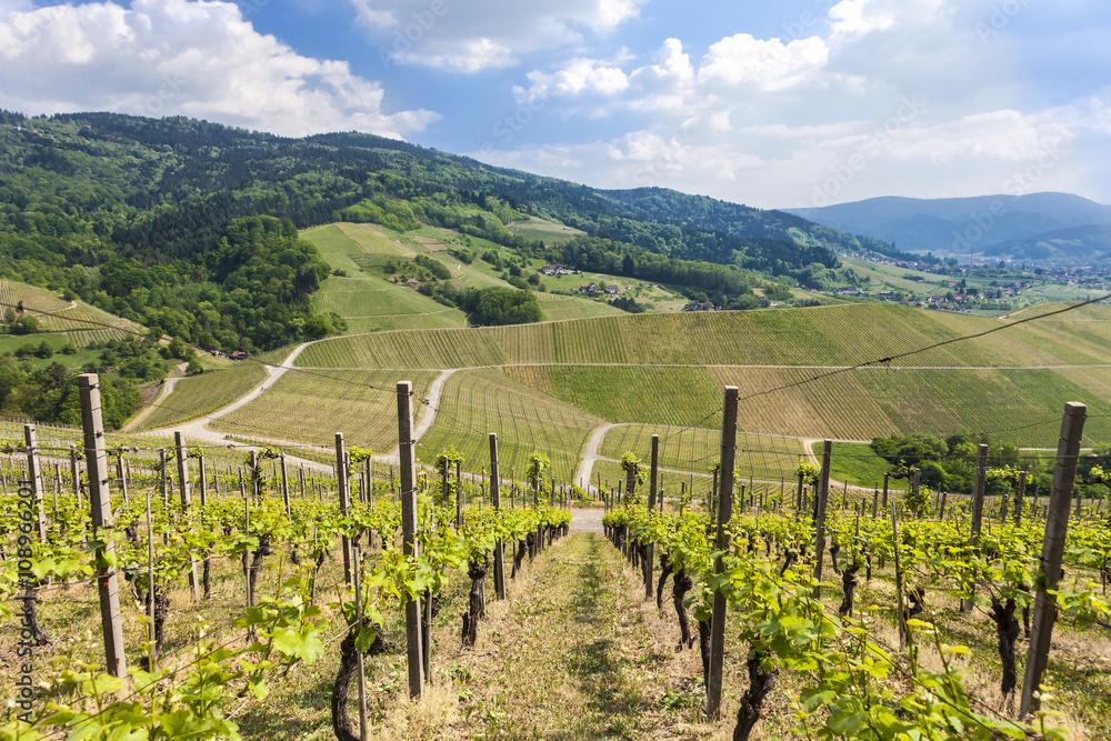 vineyard near Oberkirch, Ortenau, Black Forest