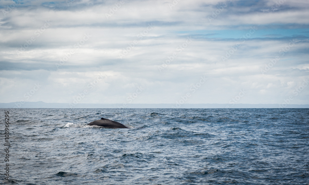 Obraz premium Whale watching