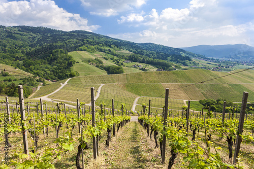 vineyard near Oberkirch, Ortenau, Black Forest photo