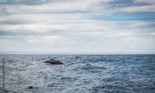 Whale watching © tahkani