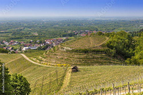 Vineyard Ullenburg near Oberkirch  Ortenau  Black Forest  Germany