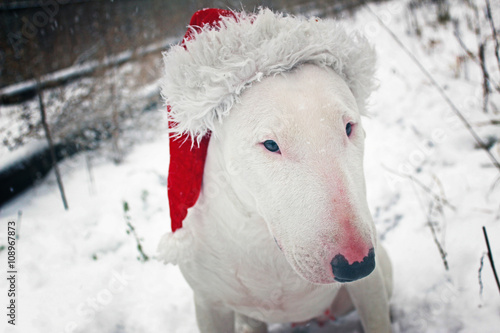 Принти на полотні White bull Terrier in a Christmas hat