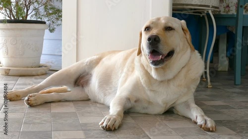 yellow labrador retriever sitting on the floor