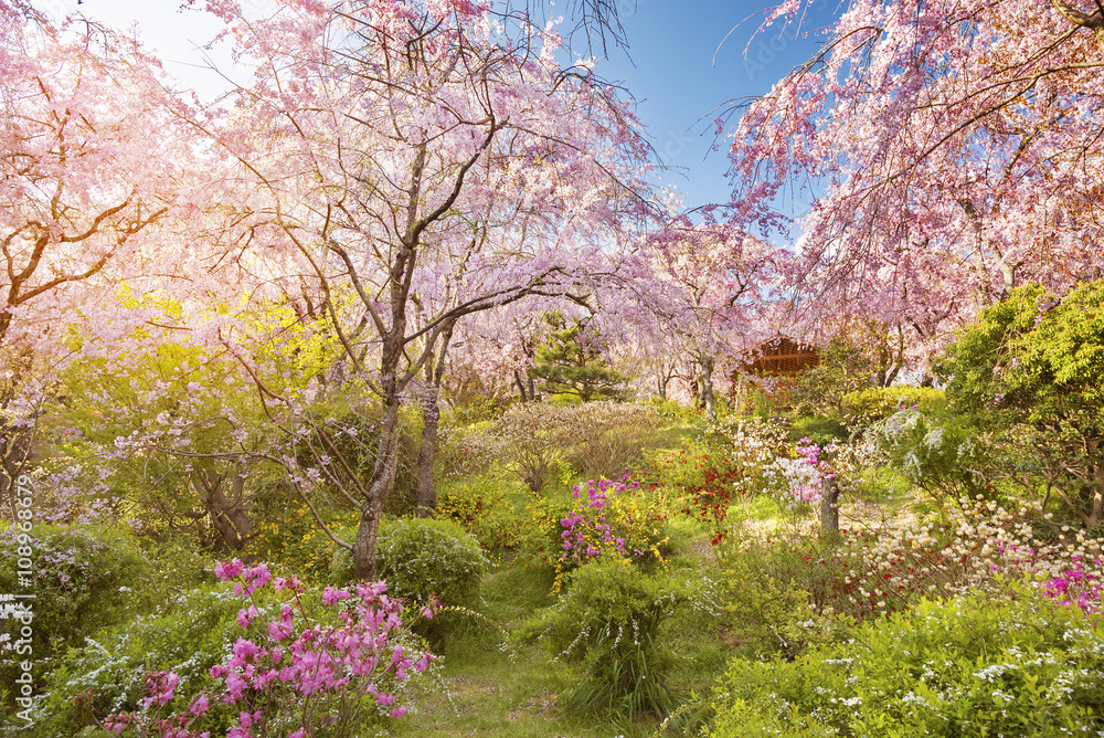 Fresh pink flowers of sakura growing in Japanese garden, natural background Fresh pink flowers of sakura growing in Japanese garden, natural background
