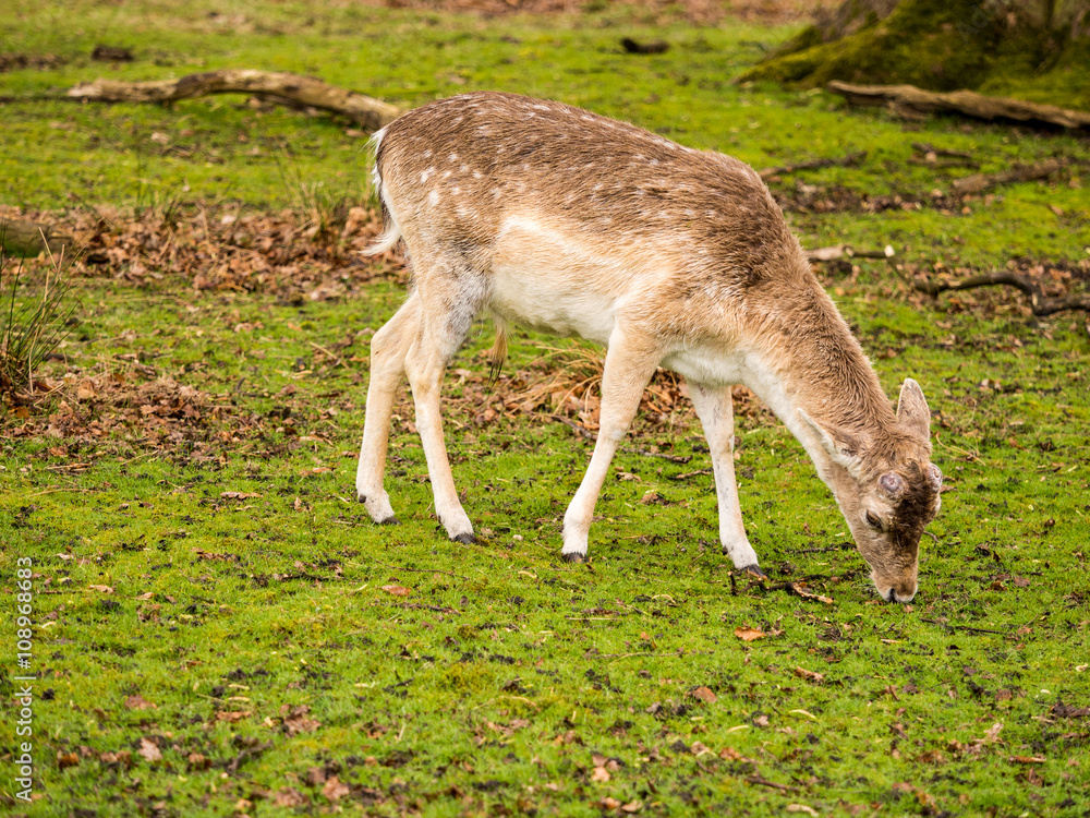 Wild fallow deer at Dunham Massey, Altrincham, UK Wild fallow deer at Dunham Massey, Altrincham, UK