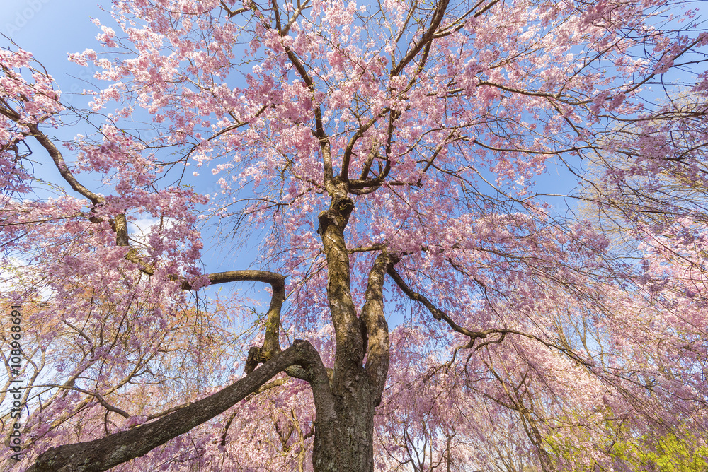 Fresh pink flowers of sakura growing in Japanese garden Fresh pink flowers of sakura growing in Japanese garden
