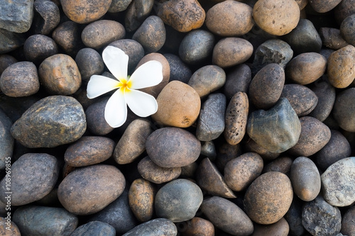 White frangipani flower on black stone. White plumeria flower in stone background for spa.