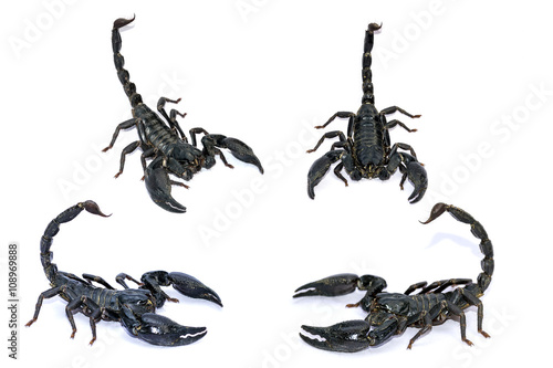 Black Scorpion isolated on white background.