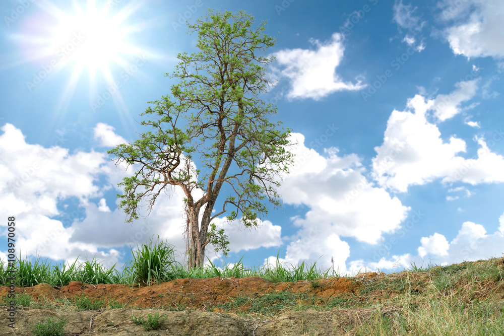 Green nature tree with beautiful background. Green nature tree with beautiful background.