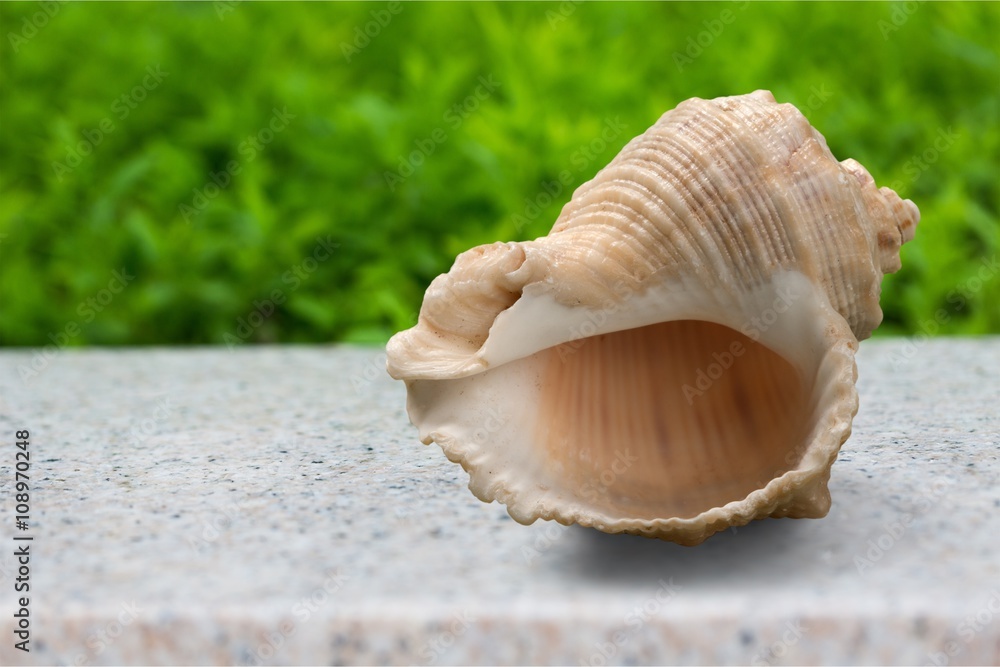 Shell. Shell.