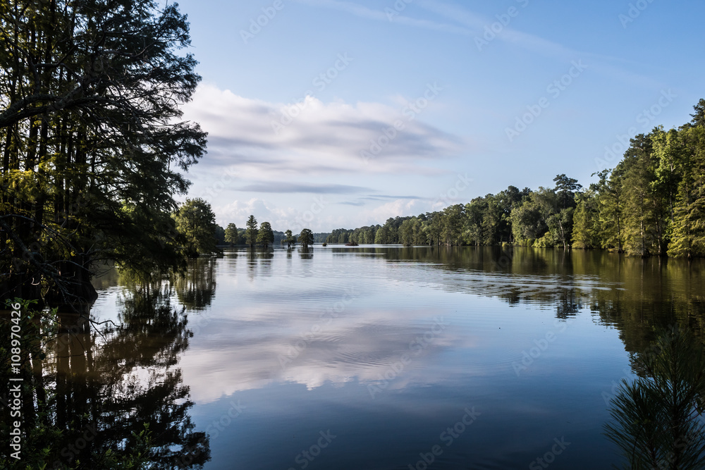 Fototapeta premium Forest trees at Stumpy Lake in Virginia Beach, Virginia. 