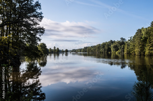 Forest trees at Stumpy Lake in Virginia Beach, Virginia.  photo