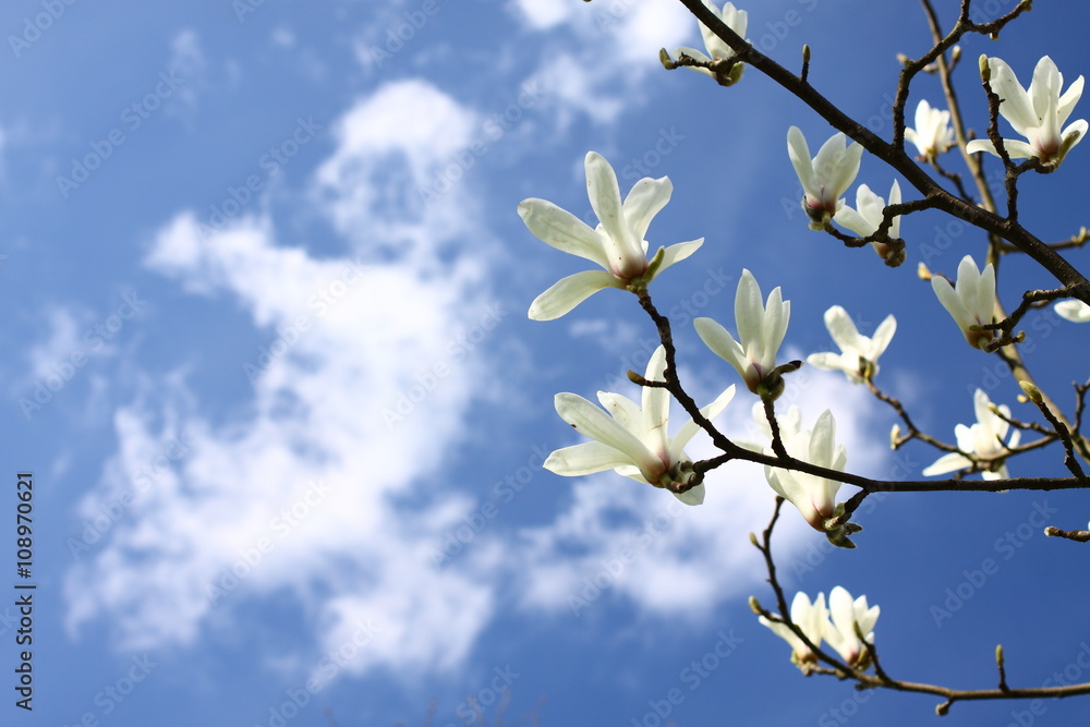 magnolia blossoms against the blue sky/ magnolia blossoms against the blue sky
