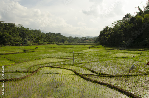 rice terraces in the village and the lake