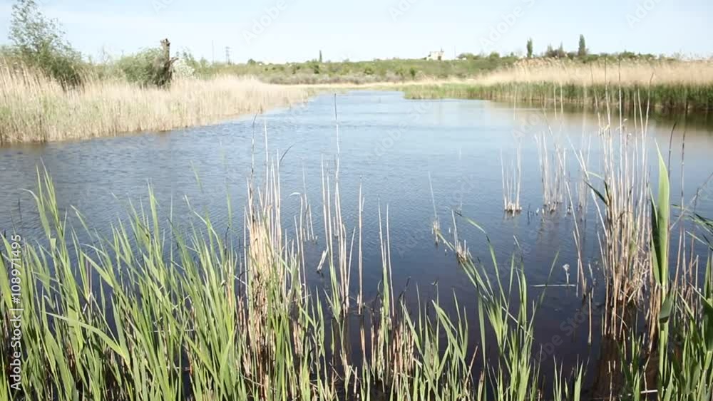 River bank. Reed on the shore. Aquatic vegetation River bank. Reed on the shore. Aquatic vegetation