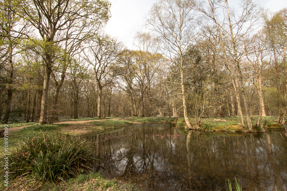 Tranquil pond in Sussex Wood