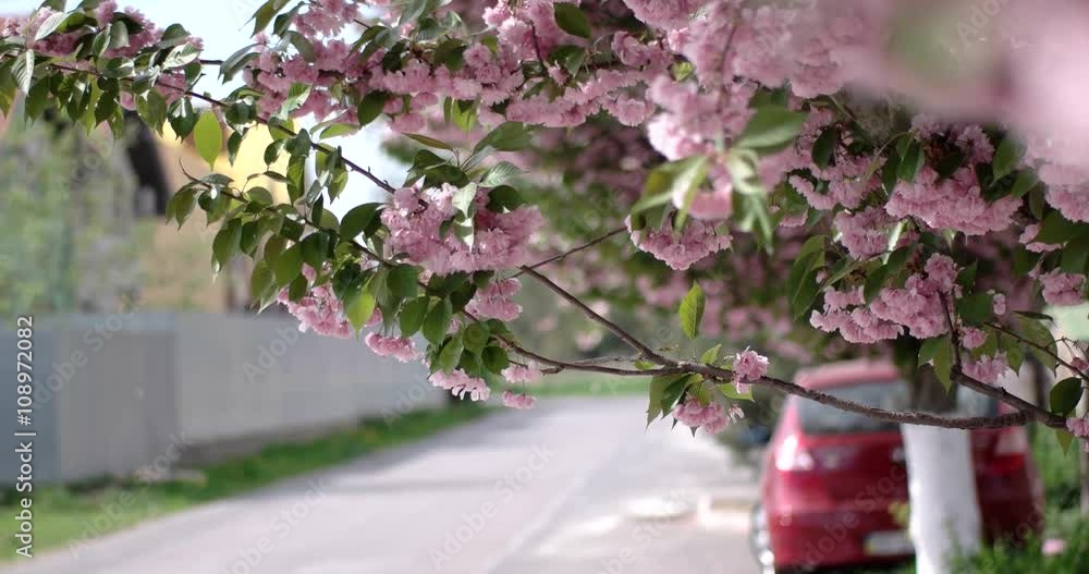 Japanese Cherry Sakura Branch Blossoming Closeup Japanese Cherry Sakura Branch Blossoming Closeup