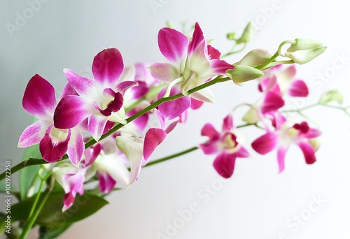 Beautiful Purple Streaked Orchid Flowers or Phalaenopsis © arayabandit