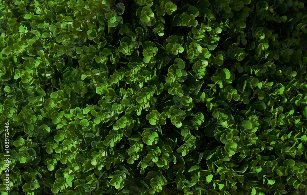 Dark Green Color of Abstract Leaves Background Dark Green Color of Abstract Leaves Background