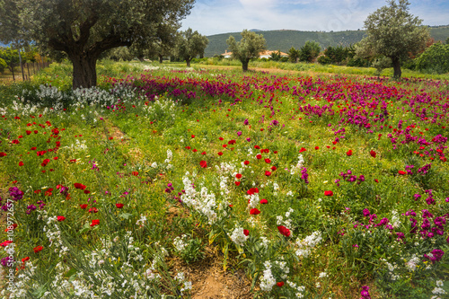 Field of colorful spring flowers in Schinias, Greece photo