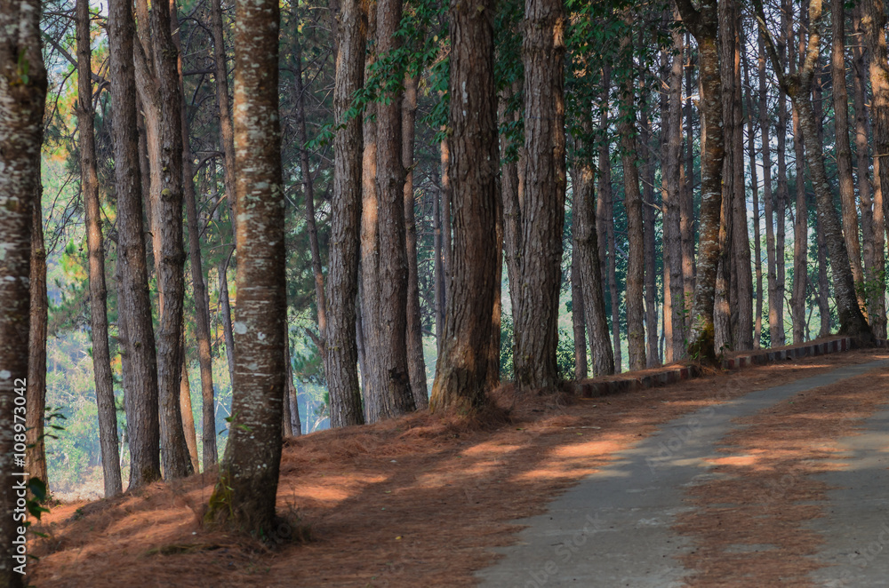 Obraz premium pine trees at Pang Ung, Mae Hong Son Province, Thailand