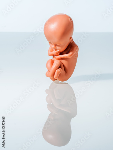 Photography Embryo Modell. Fötus als Symbol für Abtreibung, Schwangerschaf