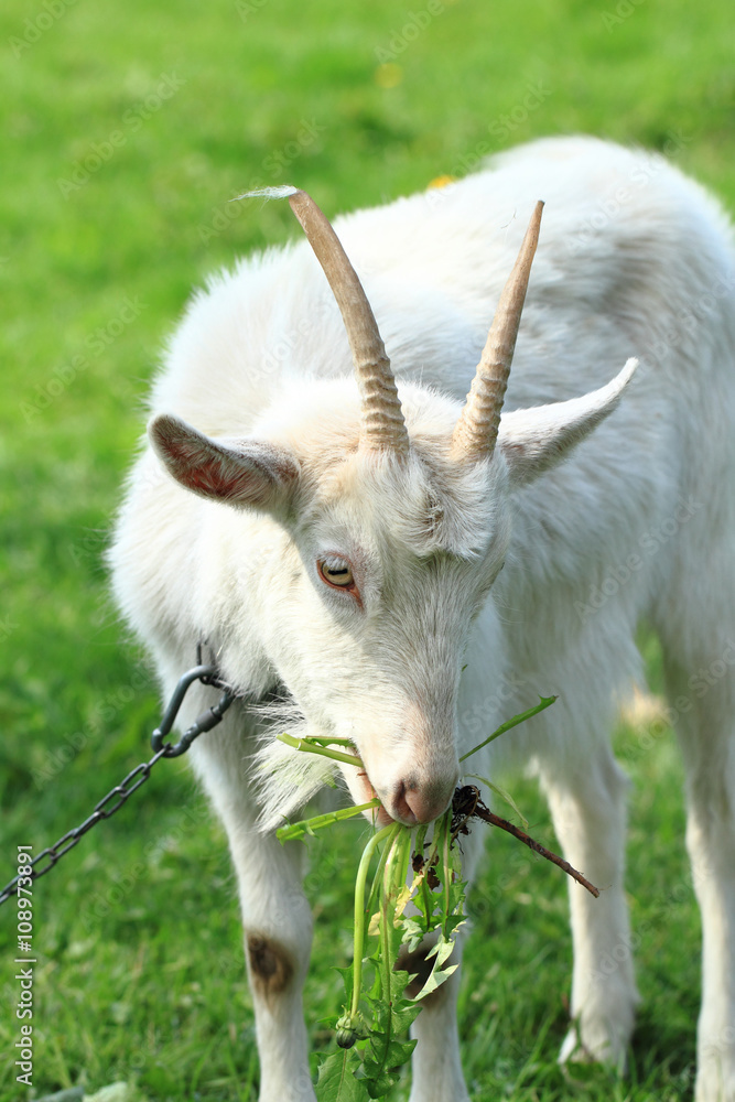 Fototapeta premium white goat head