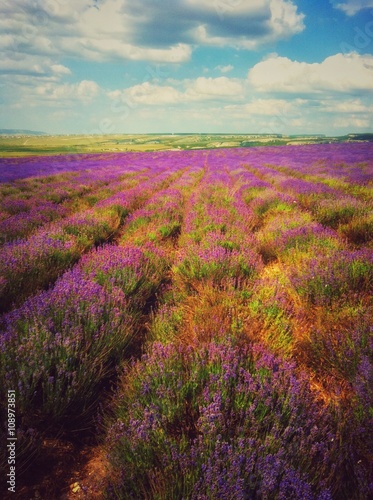field of lavender in Crimea  Ukraine
