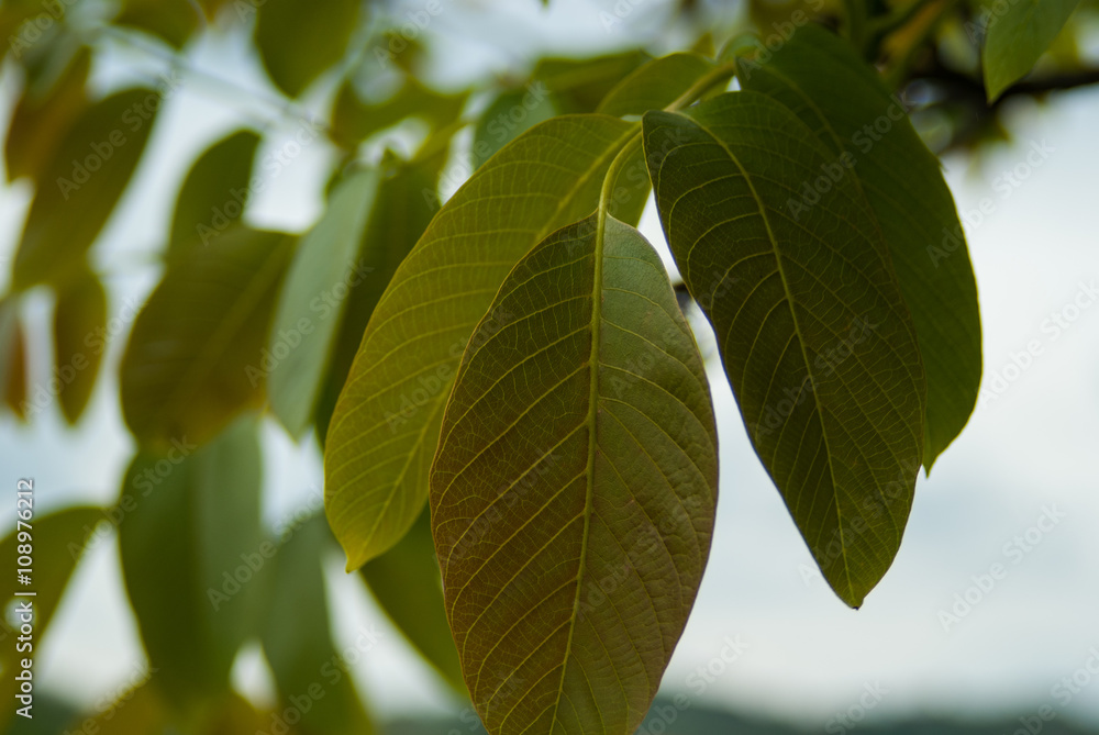 Leaves on branch Leaves on branch