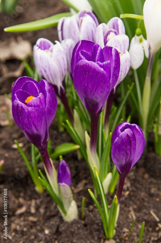 Blooming purple crocus flower in the early spring.