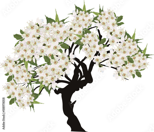 isolated tree with large white blooms