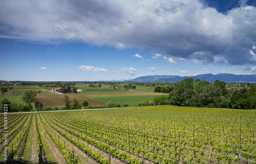 vineyard in the Po Valley