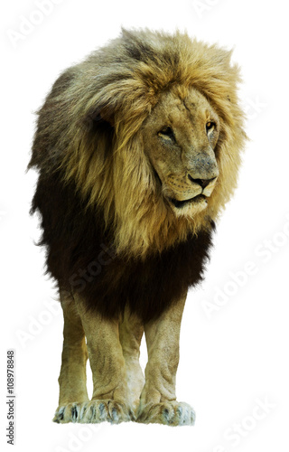 Fototapeta Naklejka Na Ścianę i Meble -  African lion
