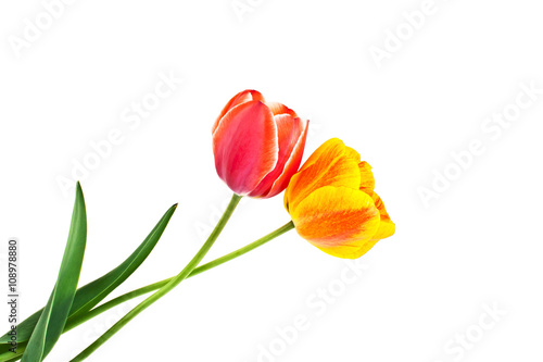 Yellow and red colored tulip flowers isolated on white backgroun