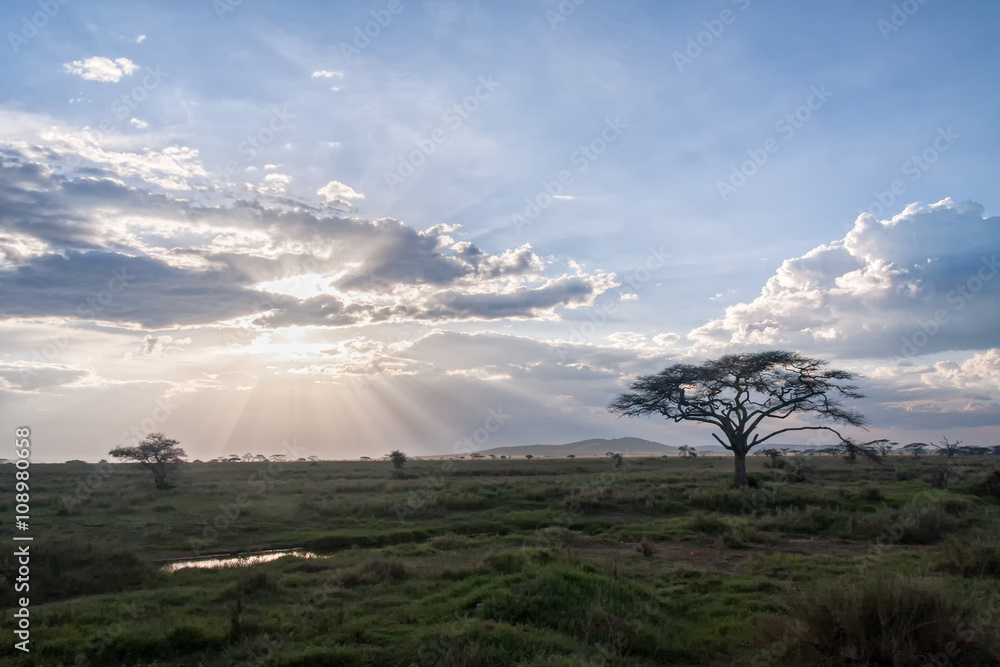 Savanna plain with acacia trees against storm cloud sky with sun beams background. Serengeti National Park, Tanzania, Africa. 
