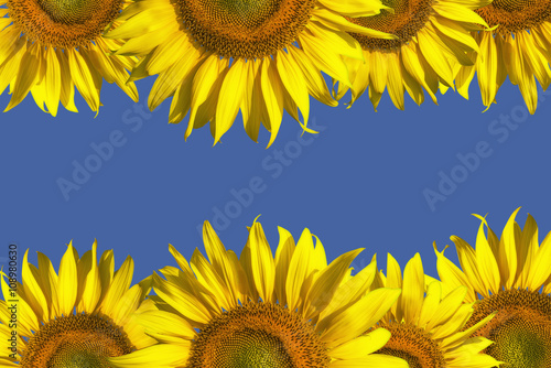 Sunflower Isolated on blue sky background