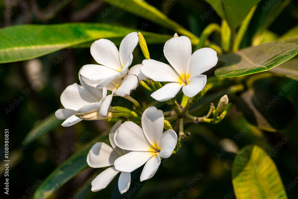 white frangipani tropical flower, plumeria flower blooming on tree, spa flower white frangipani tropical flower, plumeria flower blooming on tree, spa flower