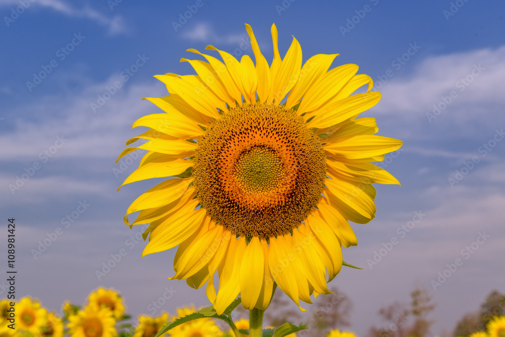 Beautiful Big Sunflowers blooming against a blue sky,yellows flo Beautiful Big Sunflowers blooming against a blue sky,yellows flo