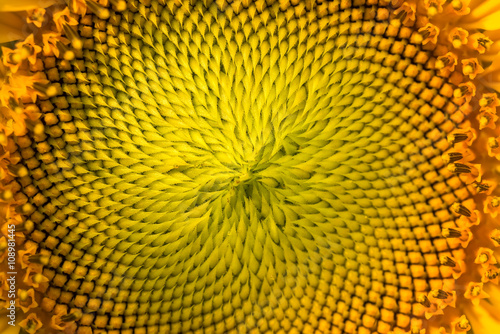 Close-up of Sunflowers blooming