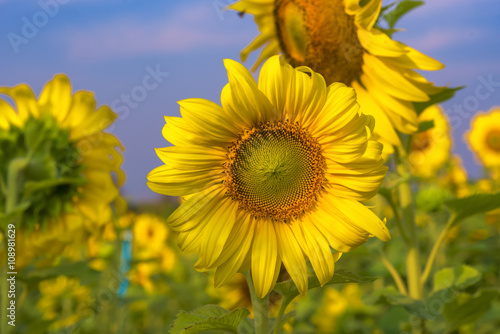 Beautiful Big Sunflowers blooming against a blue sky yellows flo