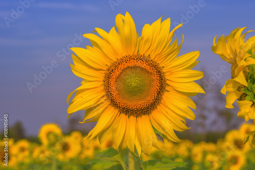 Beautiful Big Sunflowers blooming against a blue sky yellows flo